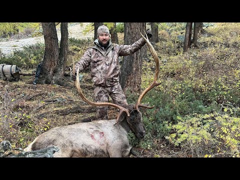 Видео: Охота на марала в Восточном Казахстане, Зайсан 2023. Maral stug hunting, East Kazakhstan, Zaisan.