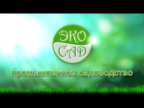 Видео: Грецкий орех (часть1)