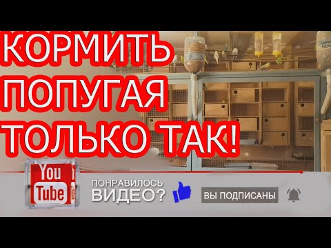 Видео: Разведение волнистых попугаев.Кормить только так!