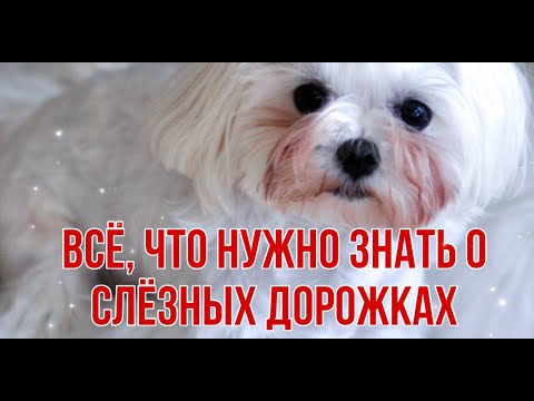 Видео: СЛЕЗНЫЕ ДОРОЖКИ. ЧАСТЬ 1. Почему текут глаза у собаки.