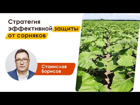 Видео: Стратегия эффективной защиты от сорняков | Станислав Борисов