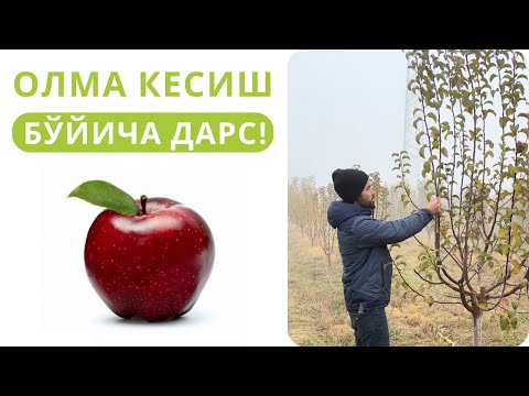 Видео: ОЛМА КЕСИШ БЎЙИЧА 1 СОАТЛИК КОНСУЛЬТАЦИЯ!