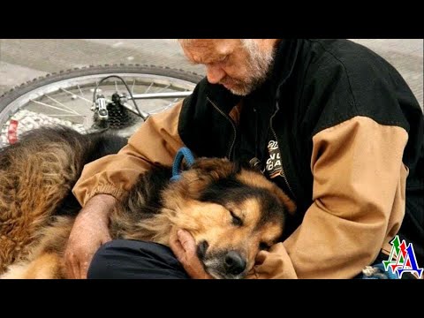 Видео: АЛЬМА 1 «Надо ещё немного продержаться» - думала старая собака, удерживая вора, но её сердце…