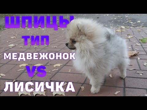 Видео: Мишка или Лисичка ?  | Определяем тип щенка шпица