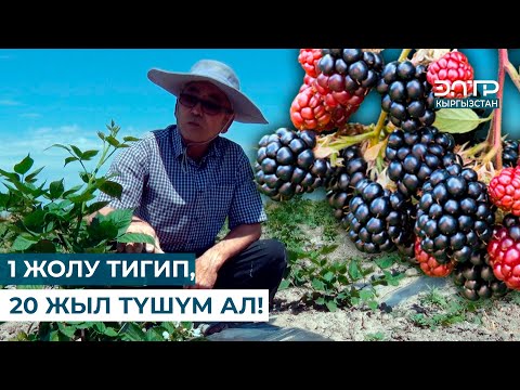 Видео: 1 ЖОЛУ ТИГИП, 20 ЖЫЛ ТҮШҮМ АЛ! // РЕГИОН