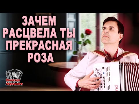 Видео: 🌹Зачем расцвела ты прекрасная роза - поет Вячеслав Абросимов