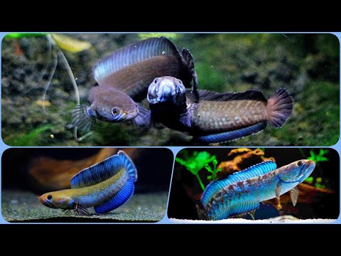 Видео: Змееголов Андрао в аквариуме Содержание совместимость разведение кормление Змееголова Андрао