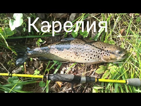 Видео: Сильная, дикая форель Карелии 🔥 Ловля на силиконовые приманки 🥐