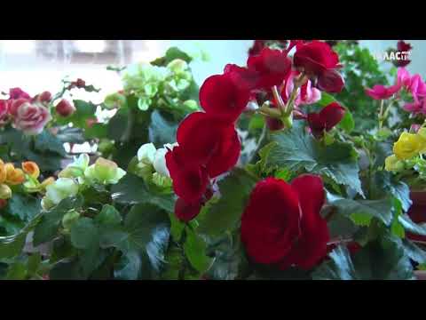 Видео: Үйүнө гүл өстүрүп киреше тапкан айым.