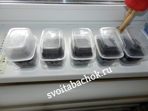 Видео: Посев семян (выращивание табака 2019) часть 1