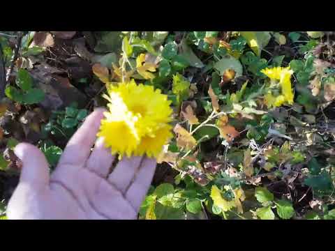 Видео: Дом в цветах// Мой сад. 1 ноября.