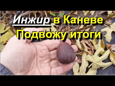 Видео: Инжир в Каневе. Подведение итогов отбора сортов. 2025 11 06