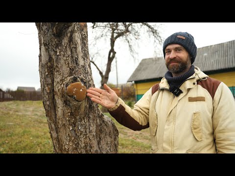 Видео: Польза и вред грибов на участке.