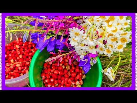 Видео: ЗА ЗЕМЛЯНИКОЙ в лес! С приключениями!