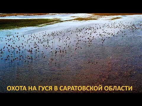 Видео: ОХОТА НА ГУСЯ 2024!!! СКОЛЬКО ЖЕ ГУСЕЙ НА ЭТОМ ПОЛЕ!!! ОХОТА НА ГУСЯ В САРАТОВСКОЙ ОБЛАСТИ