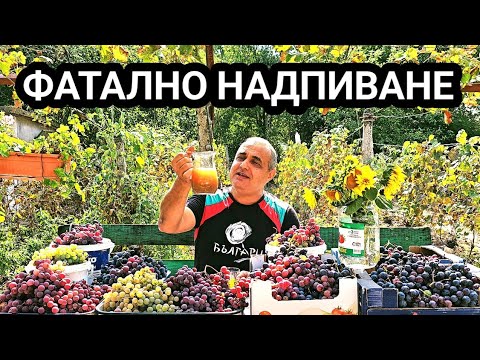 Видео: Гроздобер с тъжен край за мен и братчеда! Двама до кацата с канче в ръка пихме до забрава...