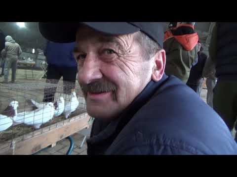 Видео: ЯРМАРКА ГОЛУБЕЙ В УФЕ 8 НОЯБРЯ 2025 ГОДА.