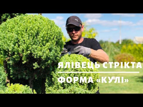 Видео: Ялівець Стрікта. Топіарна форма "кулі" | ТОПІАРНИЙ САД