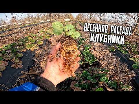 Видео: Как сохранить рассаду клубники до весны