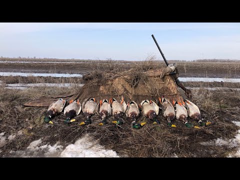 Видео: ЗАЛЕЗ В ЖИЖУ И НАШЛЕПАЛ СЕЛЕЗНЕЙ. весенняя охота 2024