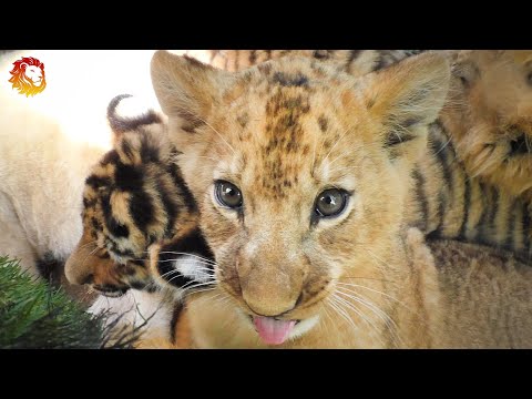 Видео: Львята и тигрята - дружные ребята. Тайган. Lion and tiger cubs friendly guys