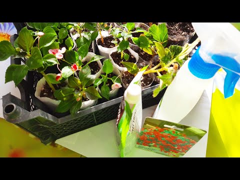 Видео: НАШЕСТВИЕ ВРЕДИТЕЛЕЙ НА БАЛЬЗАМИНЫ, КАЛИБРАХОА, ИПОМЕЮ БАТАТ. ПРИМЕНЯЮ СРОЧНЫЕ МЕРЫ.