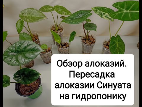 Видео: Обзор алоказий. Пересадка алоказии Синуата из грунта на гидропонику