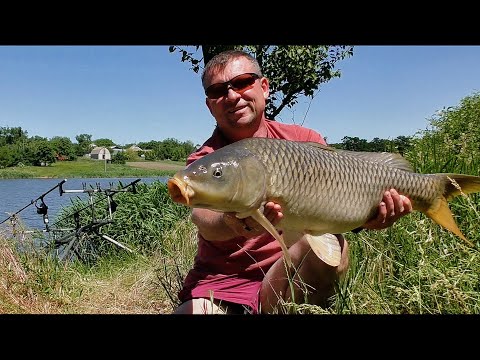 Видео: Як зловити велику рибу не на спортивному водоймі.