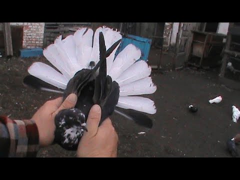 Видео: Николаевские голуби, минус 1