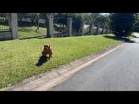 Видео: КАК ЖИВУТ ШАХТЕРЫ АВСТРАЛИИ.. БЕСПРИЗОРНЫЕ СОБАКИ.. АЛОЭ ЦВЕТЕТ