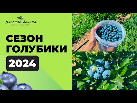 Видео: Сезон голубики 2024
