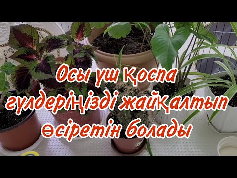 Видео: Осы үш қоспа қыста гүлдеріңізді жайқалтып өсіретін болады.#үйгүлдері #гүл #пайдалықоспа