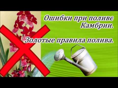 Видео: Ошибки при поливе Камбрии. Золотые правила полива.
