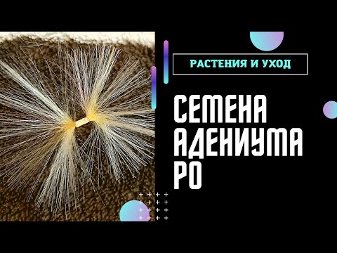 Видео: СЕМЕНА АДЕНИУМА созрели КАК снять стручки с семенами #адениум #adenium