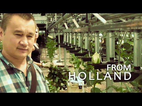 Видео: #098 Розы. Профессиональная гидропоника в Голландии. Теплица с розами (3-я серия).