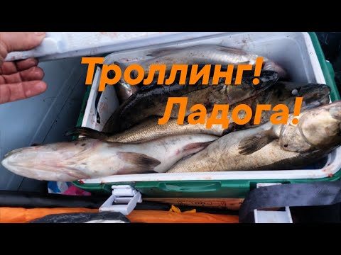 Видео: ТРОЛЛИНГ СУДАКА НА ЛАДОГЕ! Первый выезд!