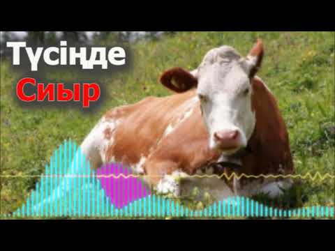 Видео: Түсінде сиыр көрсе -  Сиыр: не туралы арман