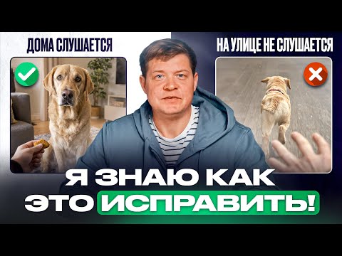 Видео: Команды на улице |  Если собака на улице не слышит хозяина?