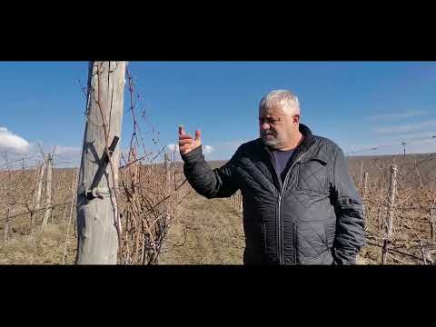 Видео: Торене на лозя за винопроизводство