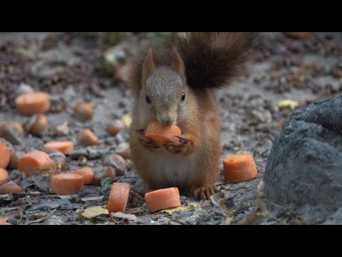 Видео: Бельчонок ест морковку. Зарисовка / The baby squirrel eats a carrot. The sketch
