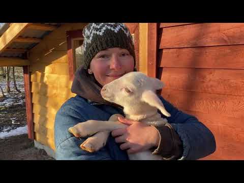 Видео: Народились перші ягнятка на хуторі