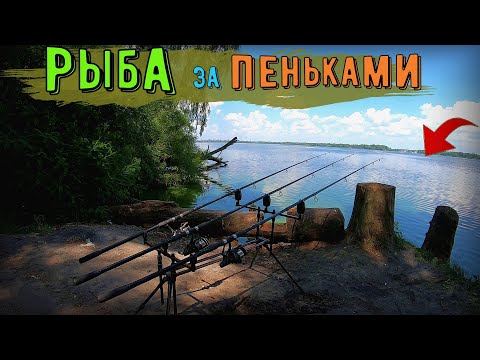 Видео: Нашёл рыбу за пеньками. Рыбалка на Днепре.