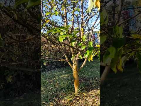 Видео: Осенняя обработка плодовых деревьев, не повторять 