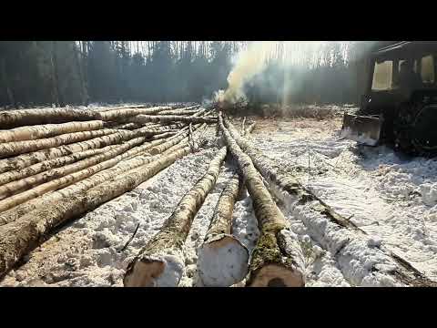 Видео: Что нас ждёт? В новой делянке на МТЗ! МТЗ-82 с Горынычем! Трелёвка!