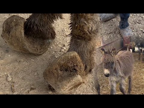 Видео: Острая лопата мастера действительно снимает стресс!