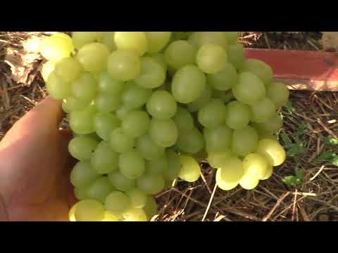 Видео: Виноград . Сорта которые долго висят на кусту .