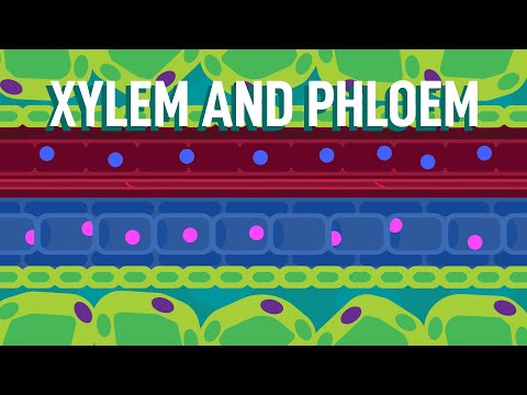 Видео: Ксилема и флоэма — транспорт веществ в растениях | Биология | FreeAnimatedEducation
