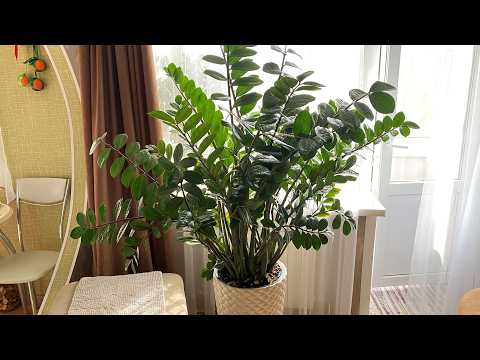 Видео: 🍀 По запросу. Как выглядит арка на кухне. Цветы радуют 🌸. Супер кот.