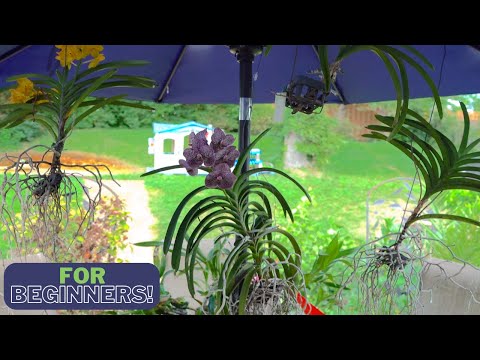 Видео: Мой любимый и самый успешный метод выращивания орхидей Ванда — обязательно к просмотру!