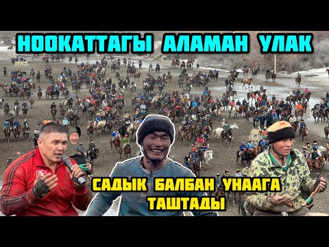 Видео: Ноокаттагы Чоң Аламан Улак